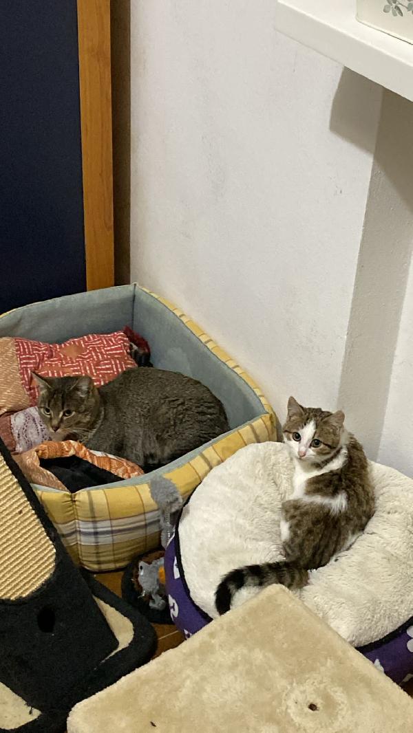 Mamma Gatta E La Coccola Di Mamma